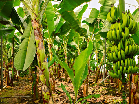香蕉林 香蕉树
