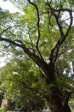 中山大学枝繁叶茂