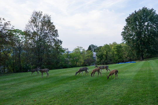 草地上的鹿群 人与自然 和谐