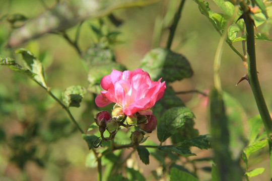 玫瑰花