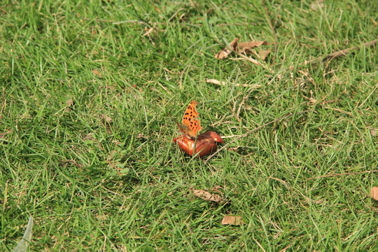 一直正在绿地上觅食的斑点蝴蝶