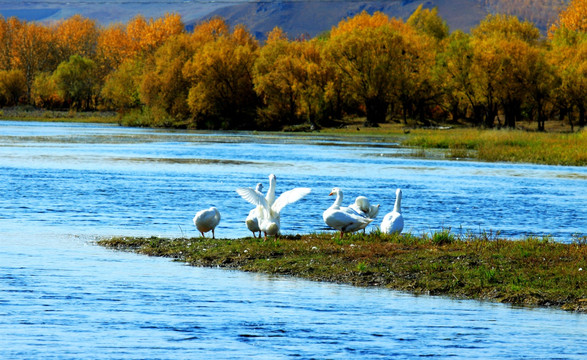 秋季河边散养土鹅