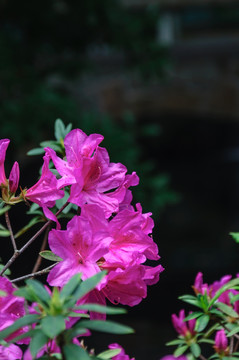 杜鹃花