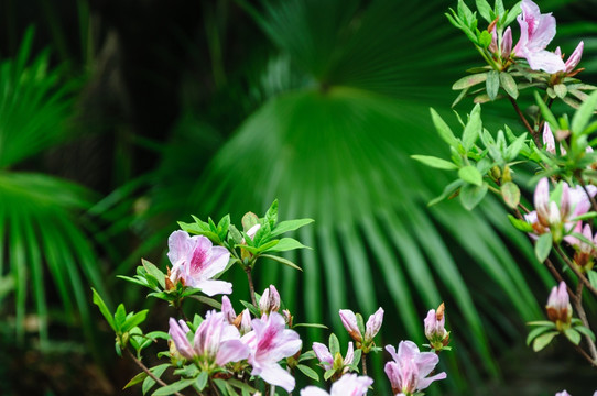 杜鹃花