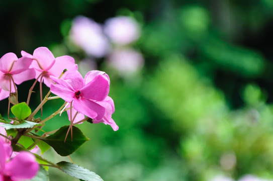 杜鹃花