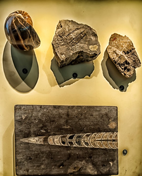 古代海洋生物化石