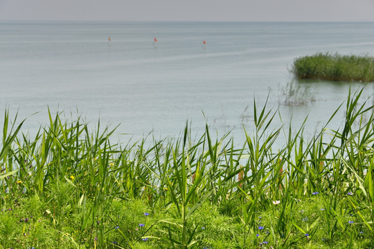 博斯腾湖湿地