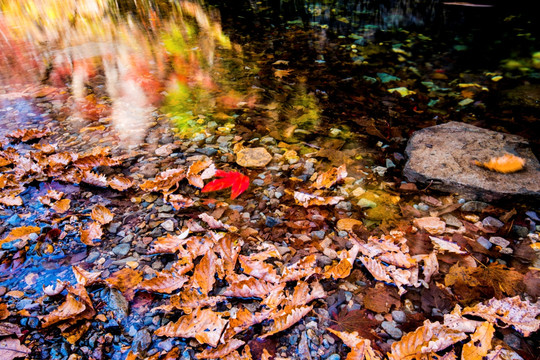 水中的红叶