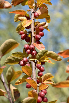 秋天树枝上的红果子