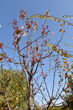 秋天树枝上的红果子
