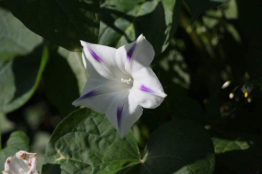 牵牛花 喇叭花 粉 白 蓝 花