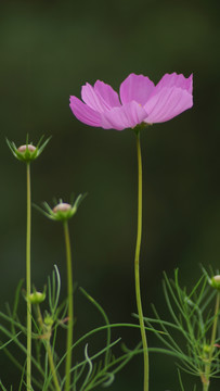 格桑花