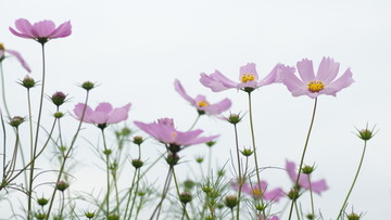 格桑花