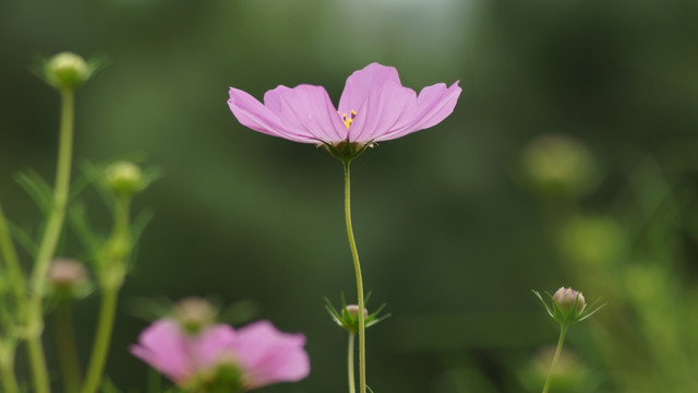 格桑花