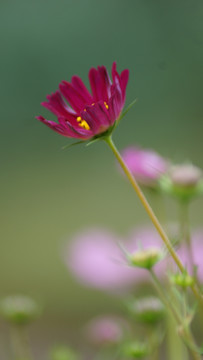 格桑花