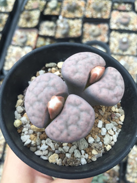 生石花