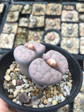 生石花 双头