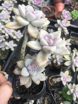 淡雪多肉植物