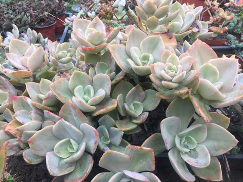 花之鹤 多肉植物