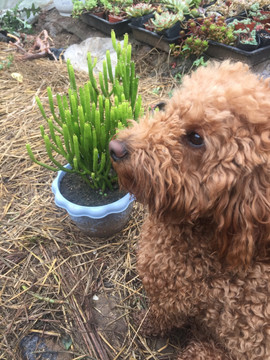 小狗与多肉
