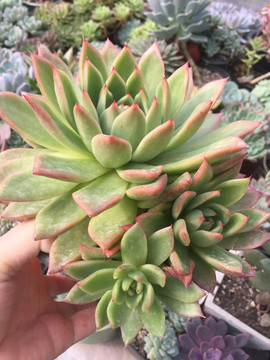 多肉植物东云