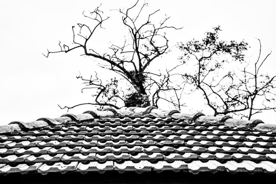 枯树 黑白 鸟屋 屋顶