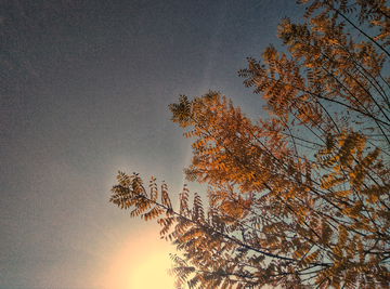 夕阳下的树叶