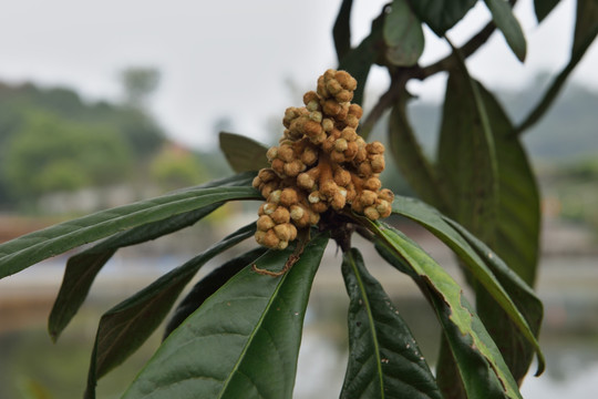 枇杷 枇杷花