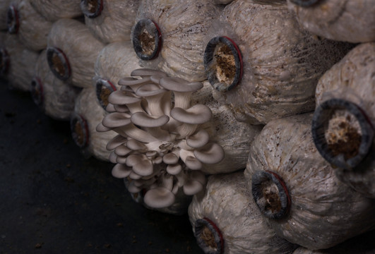 种植蘑菇