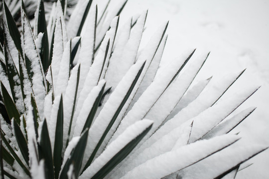 雪 剑麻