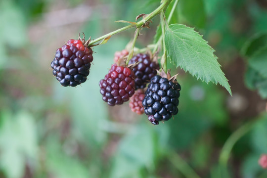 树莓 黑莓
