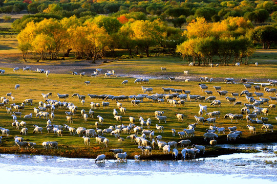 湿地草原羊群牧场
