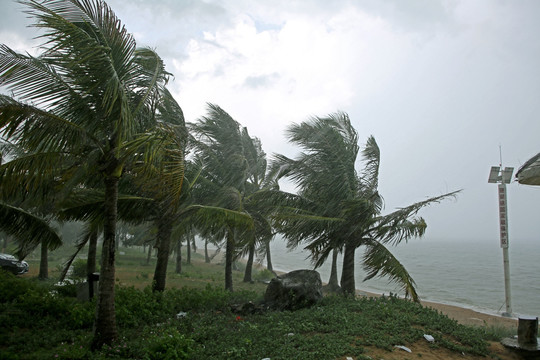 暴风雨 海边椰树林