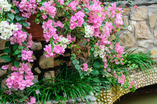 光叶子花
