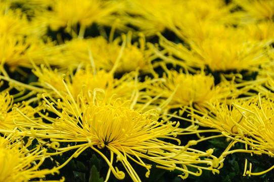 黄色菊花