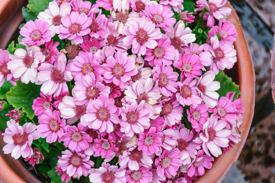 雏菊