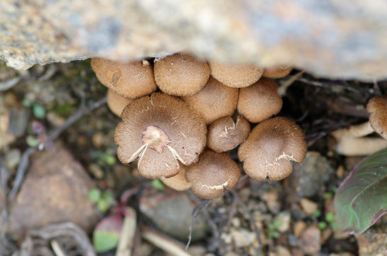 蘑菇