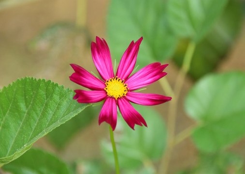 格桑花