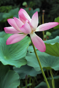 雨后荷花