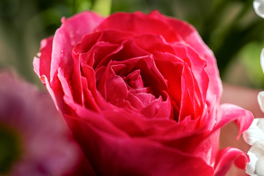 玫瑰花