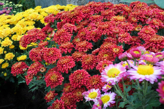 彩色小菊花