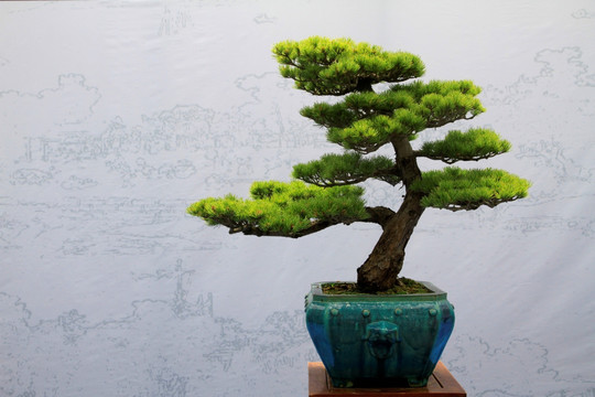 盆景