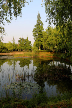 公园 池塘