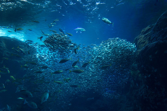 海底 沙丁鱼群