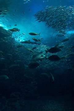 海底 沙丁鱼群