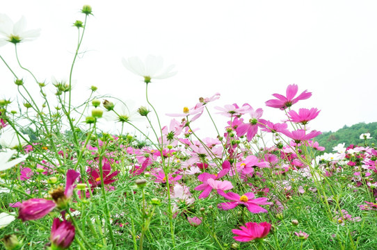 格桑花