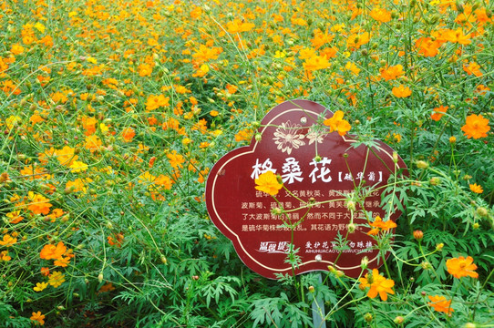 格桑花