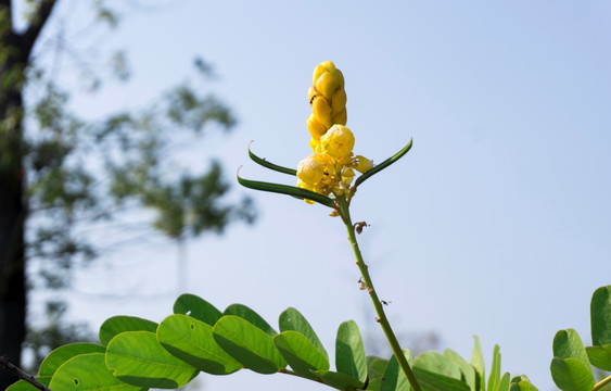 翅荚决明花