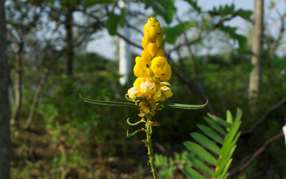 翅荚决明花