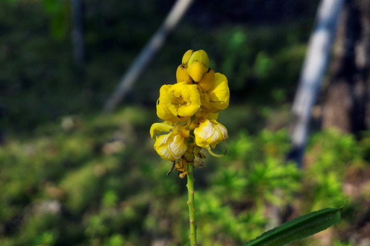 翅荚决明花